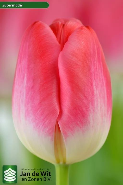 Тюльпан ‘Supermodel’